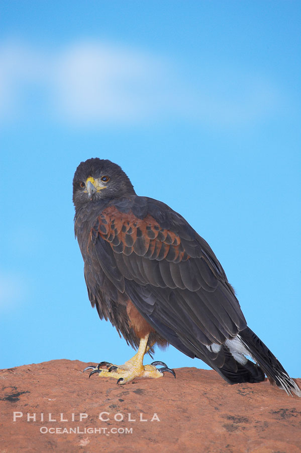 Harris hawk., Parabuteo unicinctus, natural history stock photograph, photo id 12204