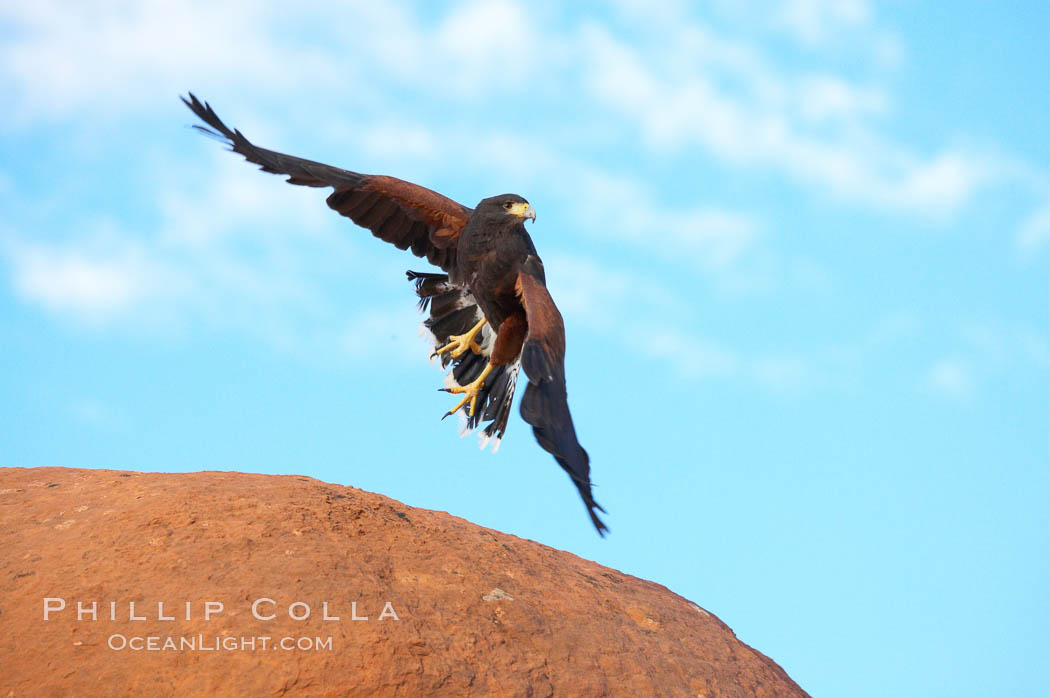 Harris hawk in flight., Parabuteo unicinctus, natural history stock photograph, photo id 12183