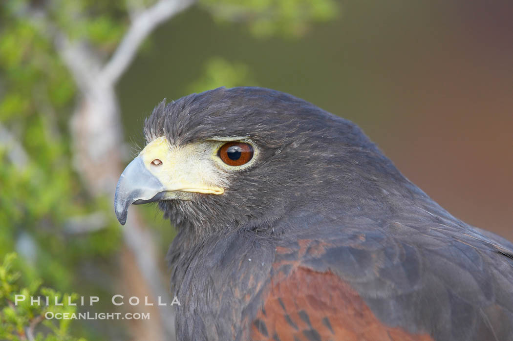Harris hawk., Parabuteo unicinctus, natural history stock photograph, photo id 12199