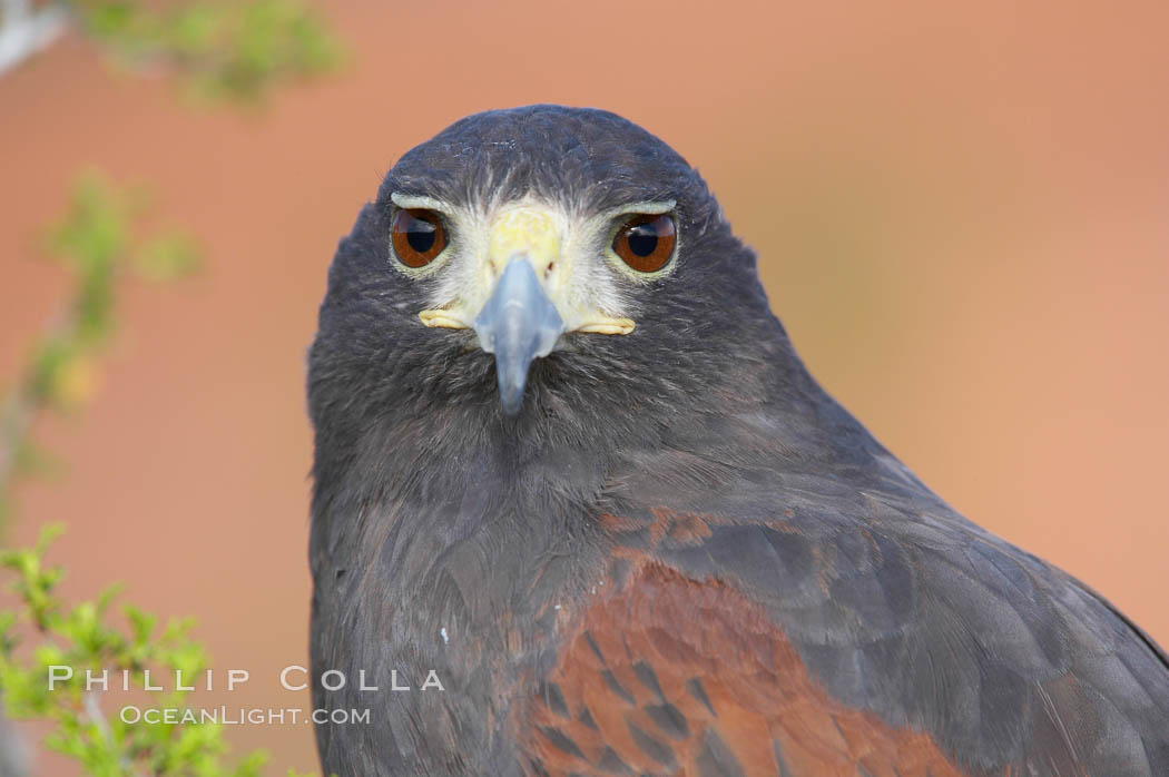 Harris hawk., Parabuteo unicinctus, natural history stock photograph, photo id 12157