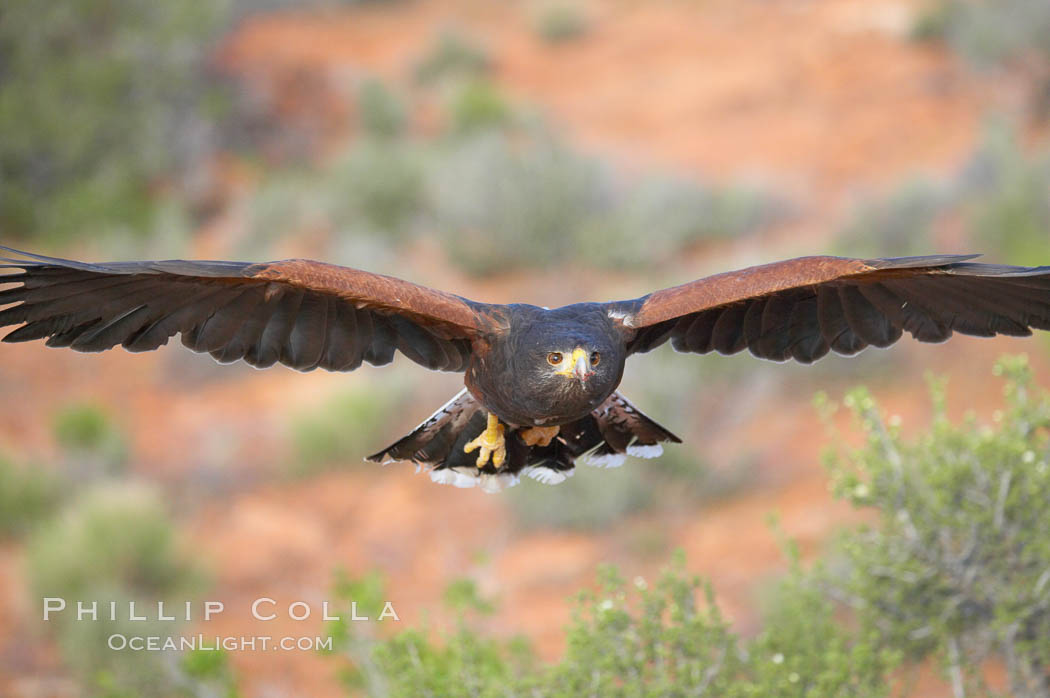 Harris hawk in flight., Parabuteo unicinctus, natural history stock photograph, photo id 12161