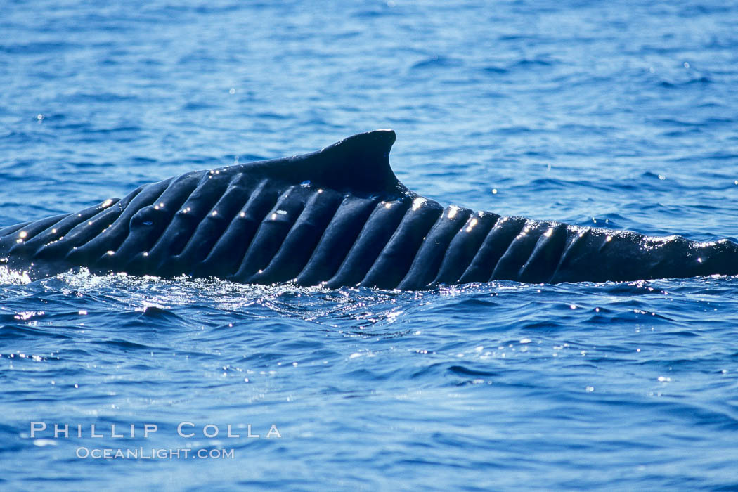 North Pacific humpback whale showing extensive scarring, almost certainly from a boat propeller, on dorsal ridge, Megaptera novaeangliae, Maui