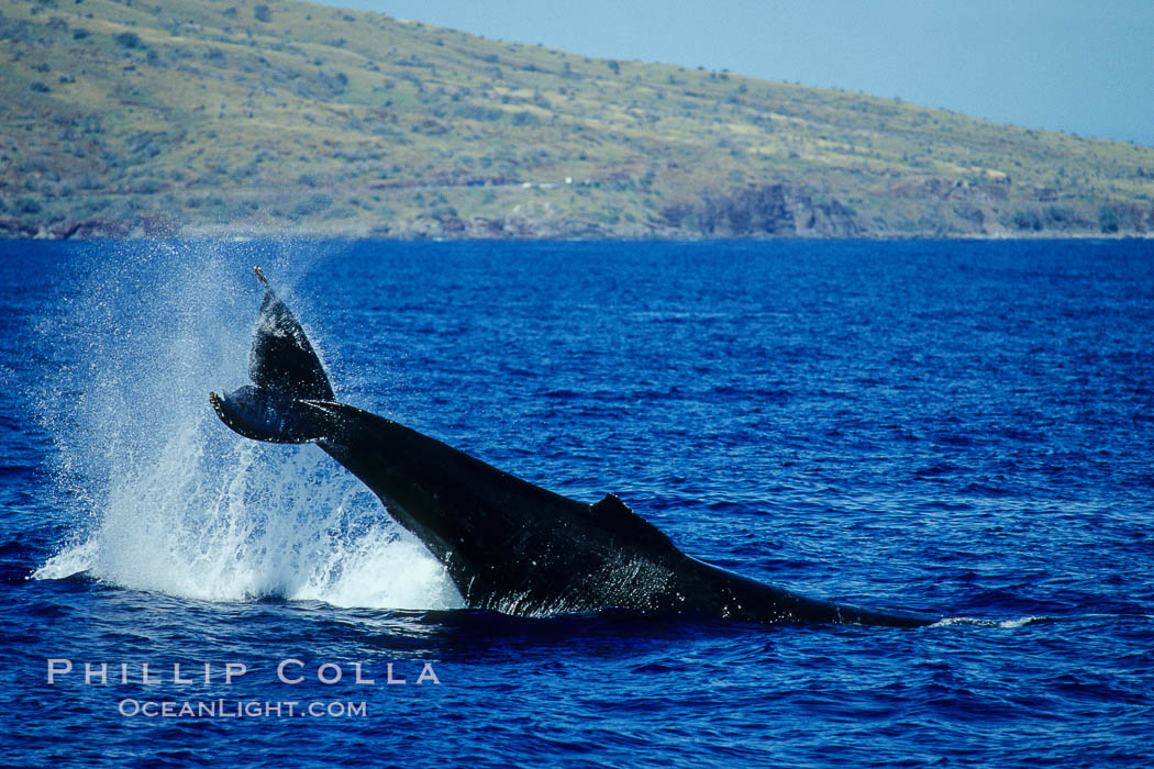North Pacific humpback whale performing a peduncle throw. Maui, Hawaii, USA, Megaptera novaeangliae, natural history stock photograph, photo id 05895