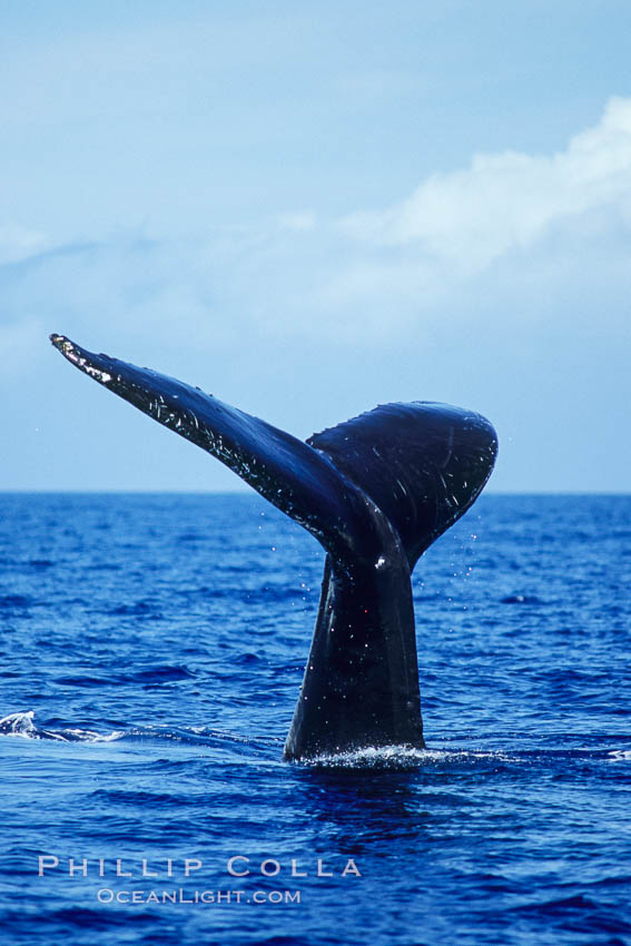 North Pacific humpback whale, fluke held above water. Maui, Hawaii, USA, Megaptera novaeangliae, natural history stock photograph, photo id 05873