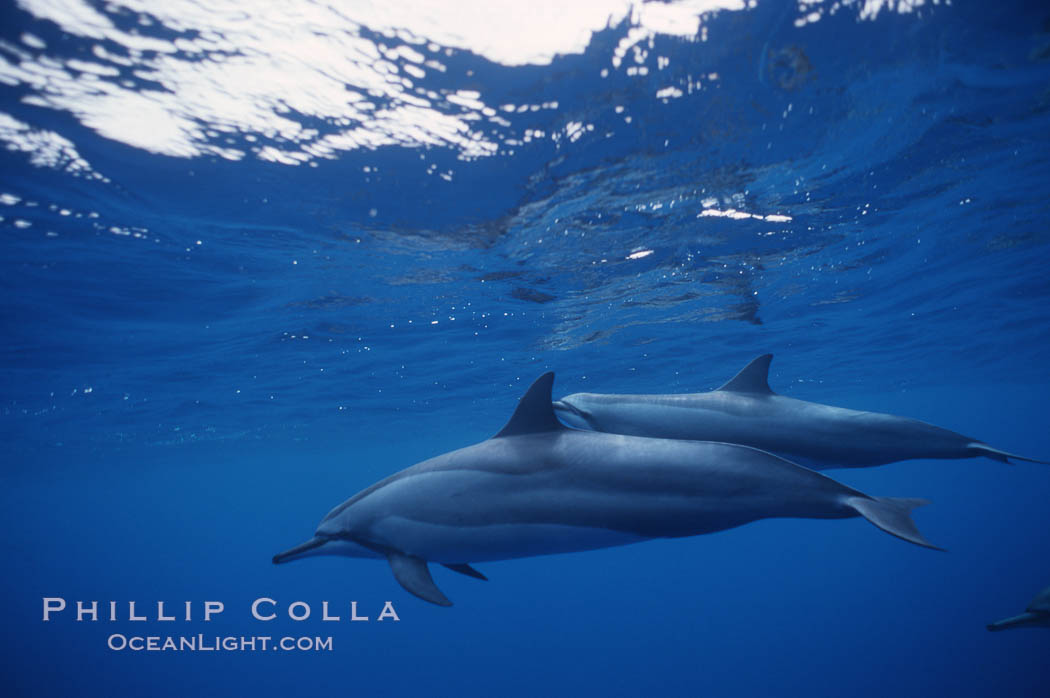 Hawaiian spinner dolphin. Lanai, USA, Stenella longirostris, natural history stock photograph, photo id 04982