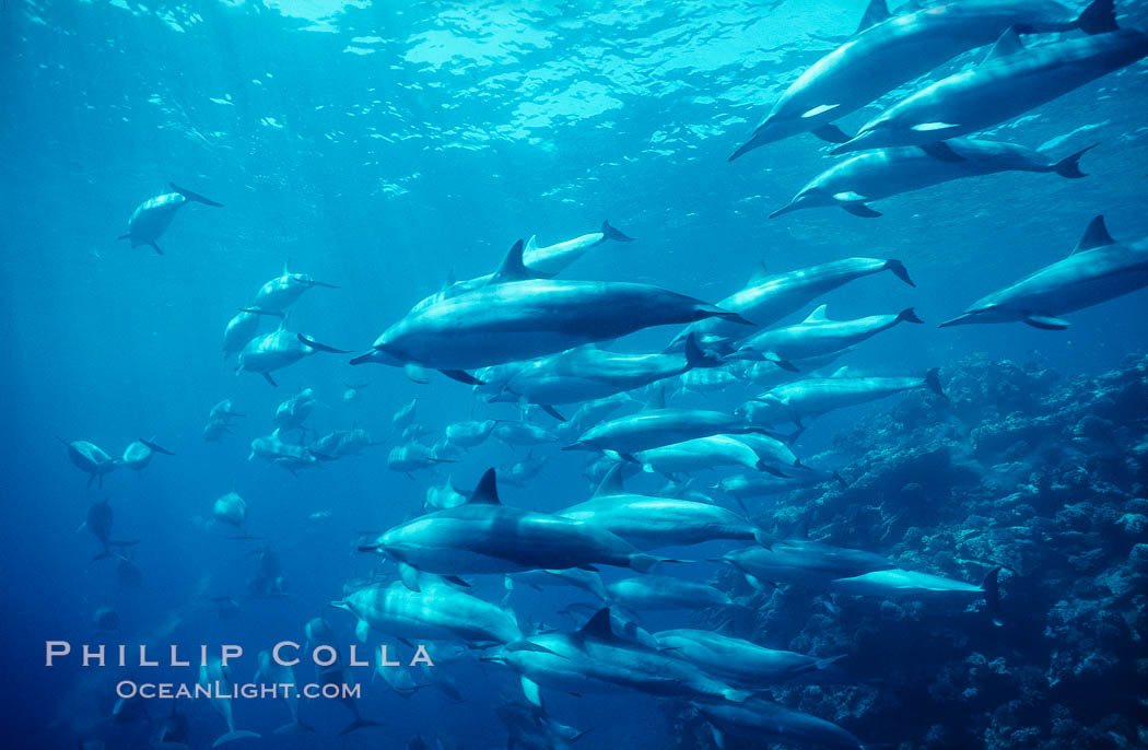 Hawaiian spinner dolphin, resting herd swimming along reef, Stenella longirostris, Lanai