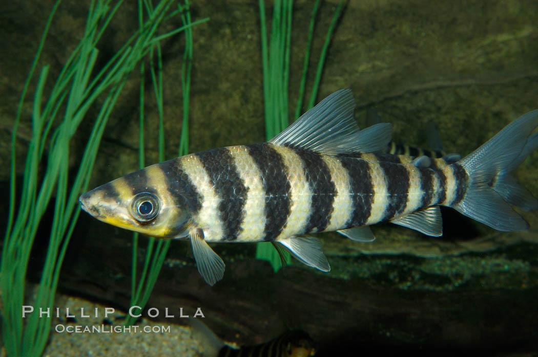 Headstander., Leporinus affinis, natural history stock photograph, photo id 09273