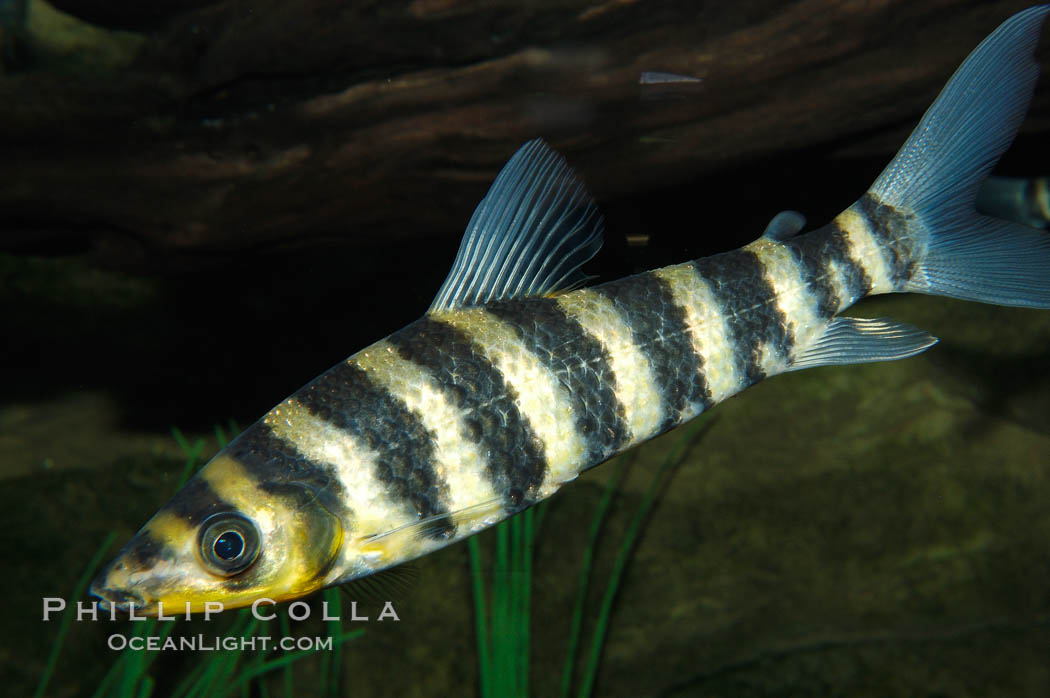 Headstander., Leporinus affinis, natural history stock photograph, photo id 09272