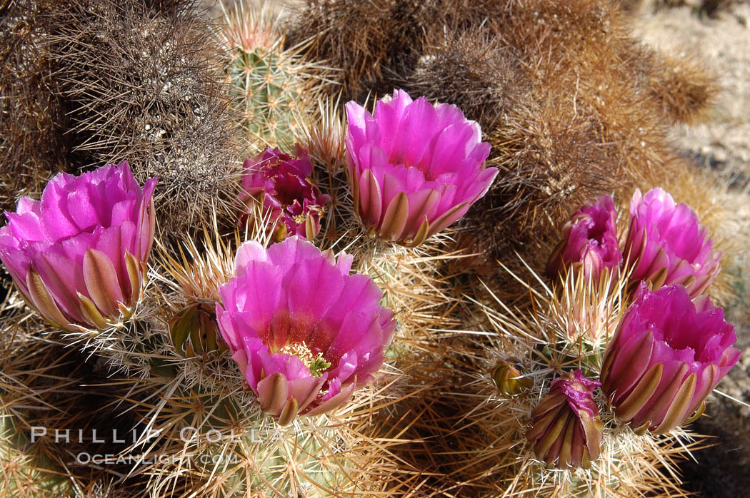 Springtime bloom of the hedgehog cactus (or calico cactus). Joshua Tree National Park, California, USA, Echinocereus engelmannii, natural history stock photograph, photo id 09086