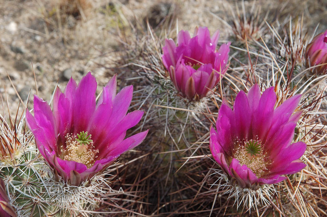 Springtime bloom of the hedgehog cactus (or calico cactus). Joshua Tree National Park, California, USA, Echinocereus engelmannii, natural history stock photograph, photo id 09092