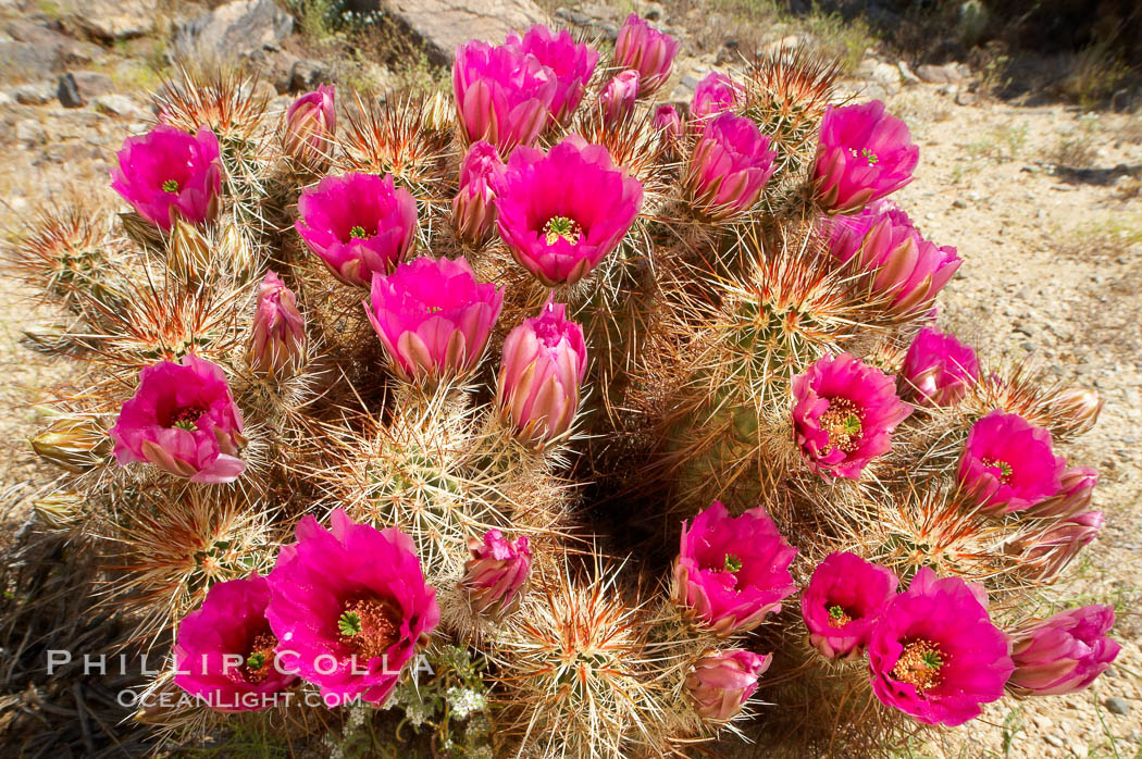 Hedgehog cactus blooms in spring. Joshua Tree National Park, California, USA, Echinocereus engelmannii, natural history stock photograph, photo id 11936