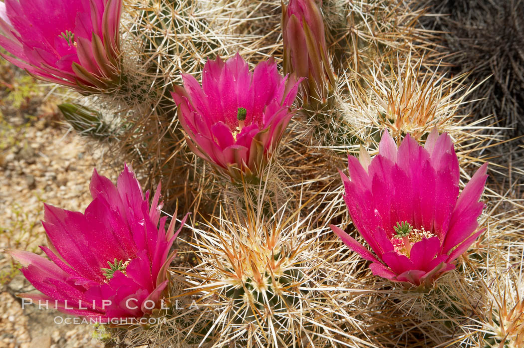 Hedgehog cactus blooms in spring. Joshua Tree National Park, California, USA, Echinocereus engelmannii, natural history stock photograph, photo id 11939