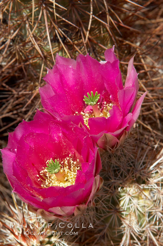 Hedgehog cactus blooms in spring. Joshua Tree National Park, California, USA, Echinocereus engelmannii, natural history stock photograph, photo id 11944