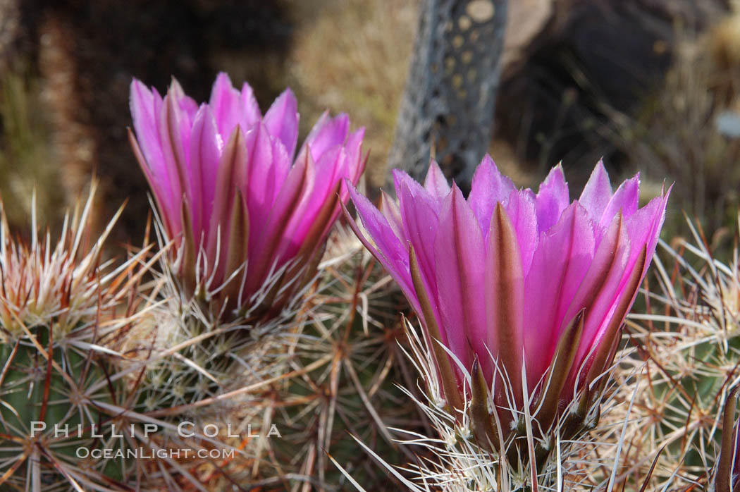 Springtime bloom of the hedgehog cactus (or calico cactus). Joshua Tree National Park, California, USA, Echinocereus engelmannii, natural history stock photograph, photo id 09091