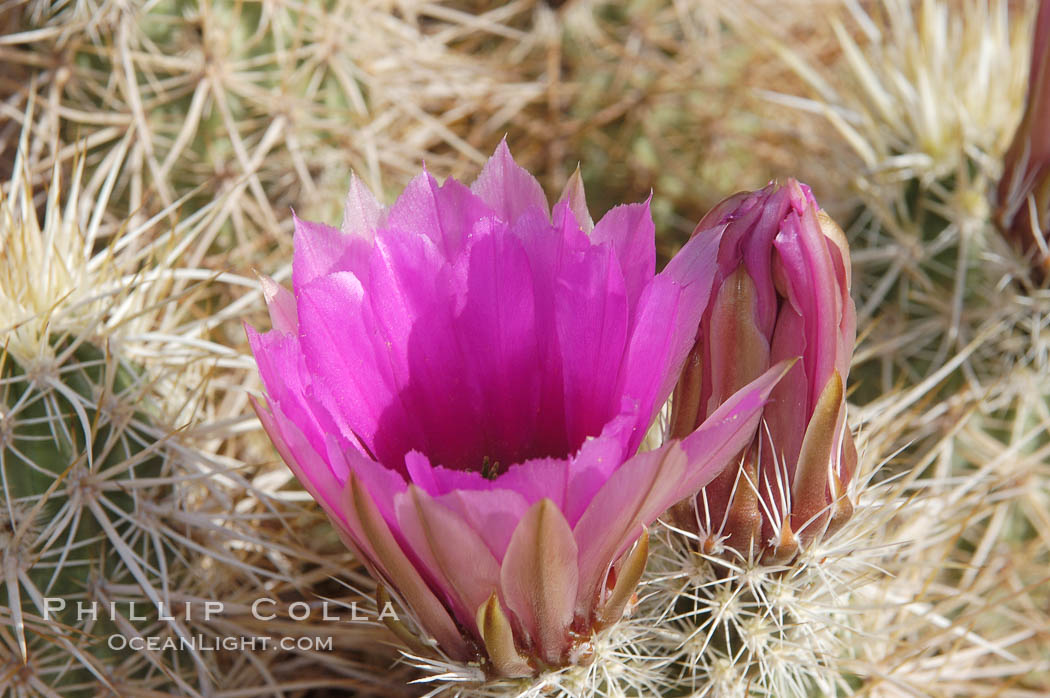 Springtime bloom of the hedgehog cactus (or calico cactus). Joshua Tree National Park, California, USA, Echinocereus engelmannii, natural history stock photograph, photo id 09085
