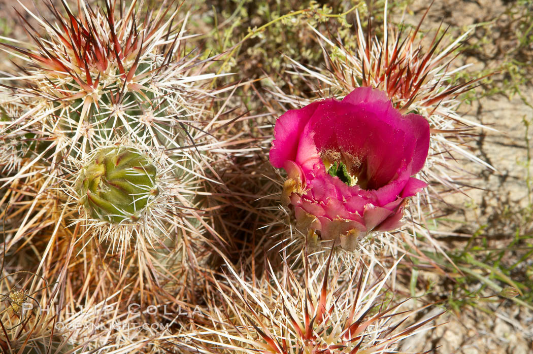 Hedgehog cactus blooms in spring. Joshua Tree National Park, California, USA, Echinocereus engelmannii, natural history stock photograph, photo id 11941
