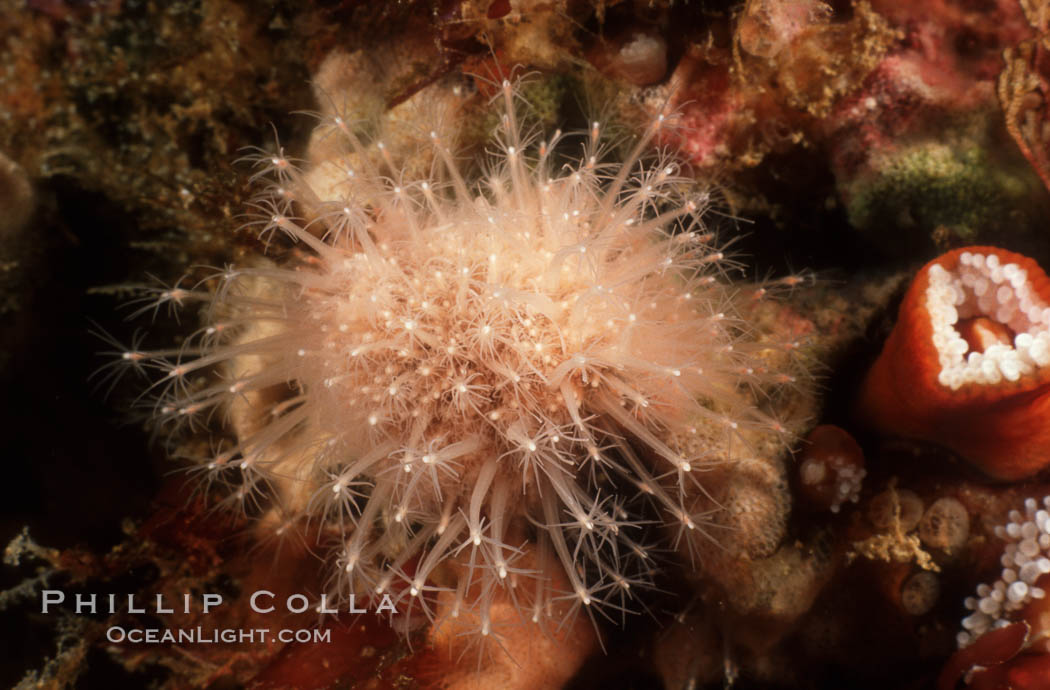 Hedgehog hydroid cluster. San Miguel Island, California, USA, Hydractinia milleri, natural history stock photograph, photo id 05370