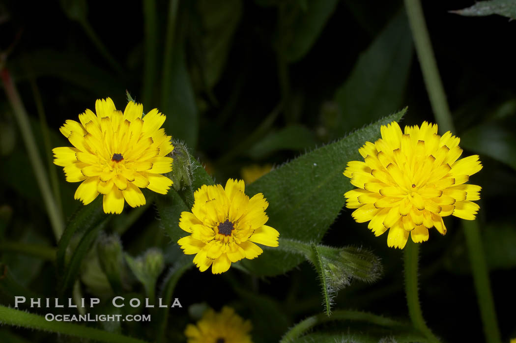 Crete weed blooms in spring, Batiquitos Lagoon, Carlsbad., Hedypnois cretica, natural history stock photograph, photo id 11361