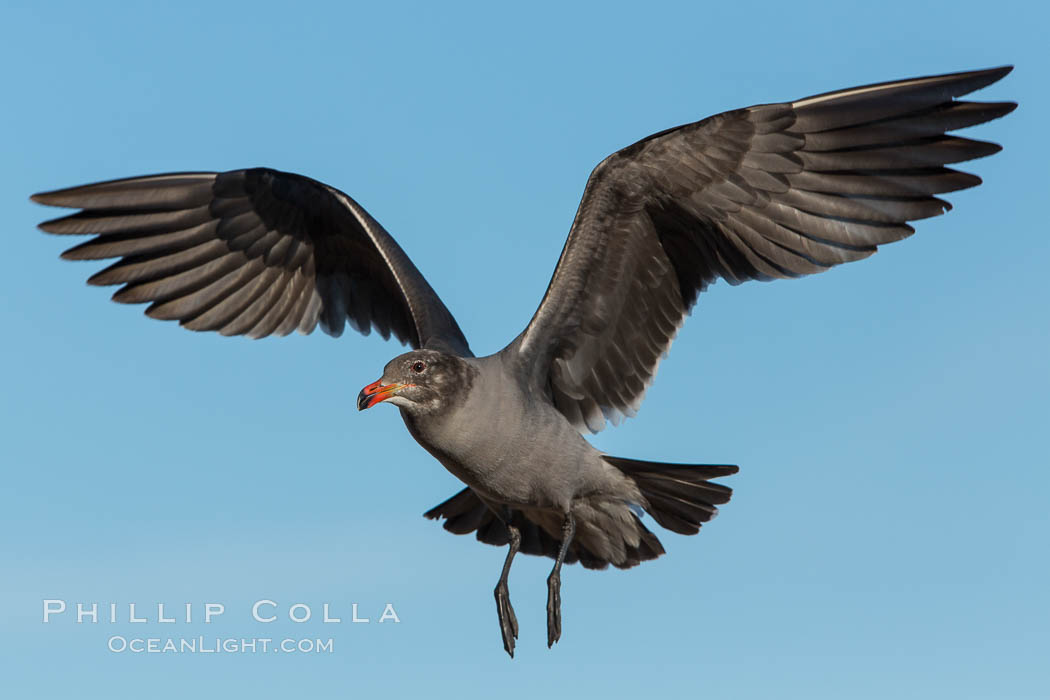 Heermann's gull, immature, in flight, Larus heermanni, La Jolla, California