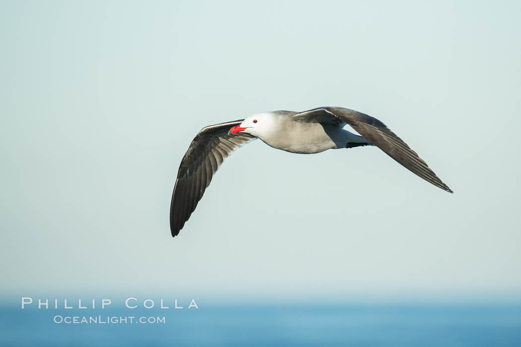 Heermanns gull in flight. La Jolla, California, USA, Larus heermanni, natural history stock photograph, photo id 30312