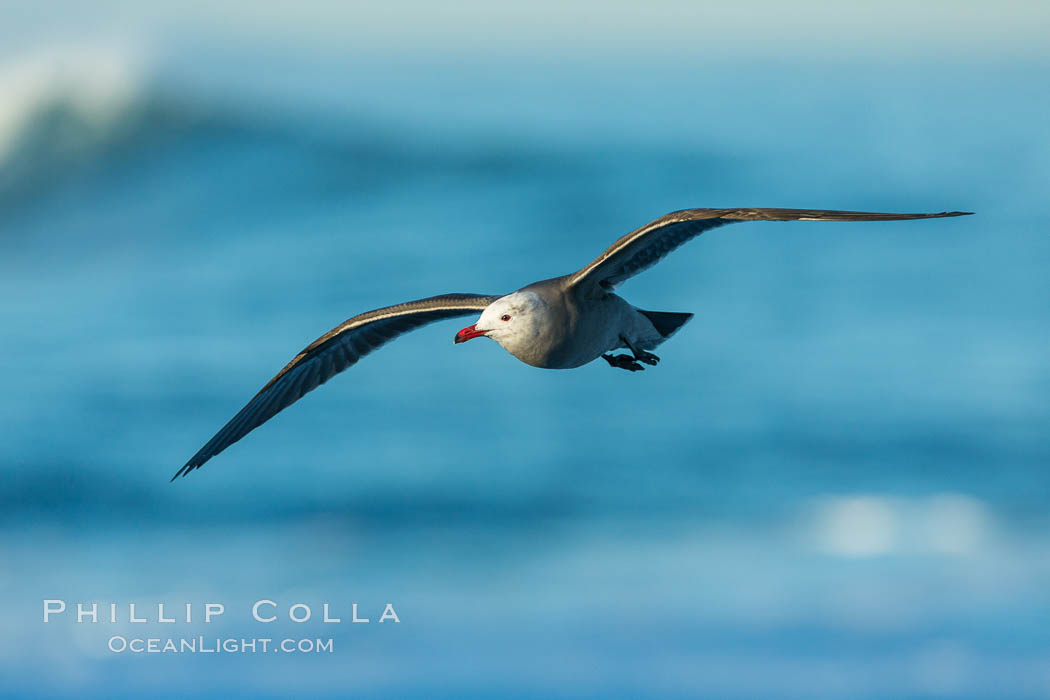 Heermanns gull in flight, Larus heermanni, La Jolla, California