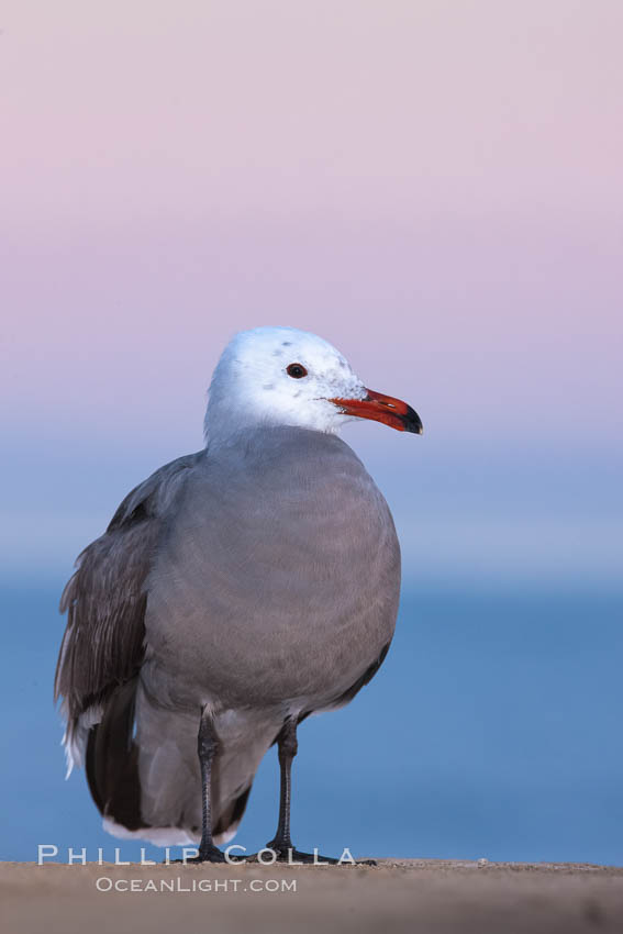 Heermanns gull, presunrise purple-pink glow in the distant sky. La Jolla, California, USA, Larus heermanni, natural history stock photograph, photo id 23656