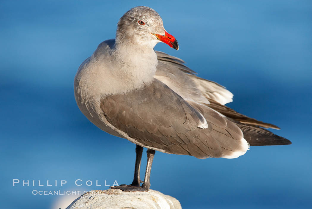 Heermanns gull, adult nonbreeding plumage. La Jolla, California, USA, Larus heermanni, natural history stock photograph, photo id 18071