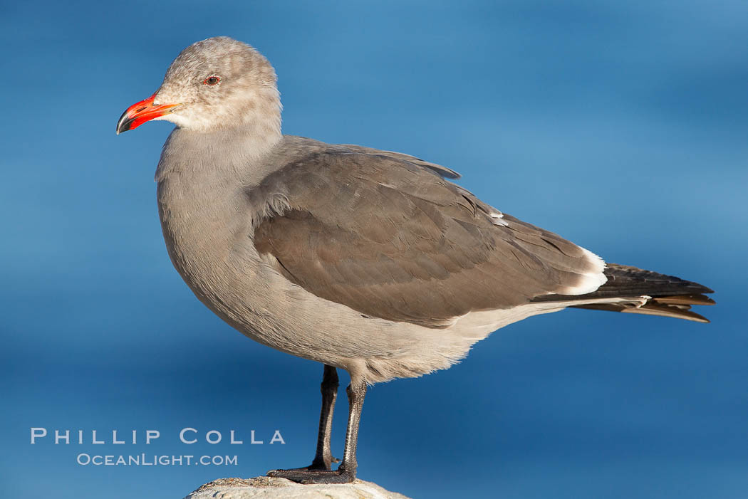 Heermanns gull, adult nonbreeding plumage. La Jolla, California, USA, Larus heermanni, natural history stock photograph, photo id 18069