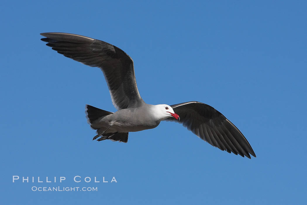 Heermanns gull in flight, Larus heermanni, La Jolla, California