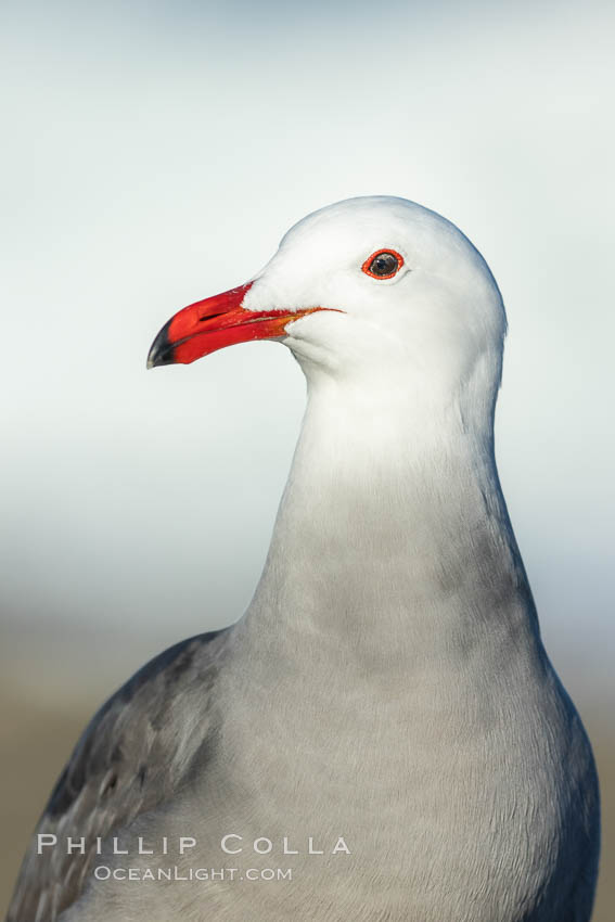 Heermanns gull portrait, La Jolla, California., Larus heermanni, natural history stock photograph, photo id 36759