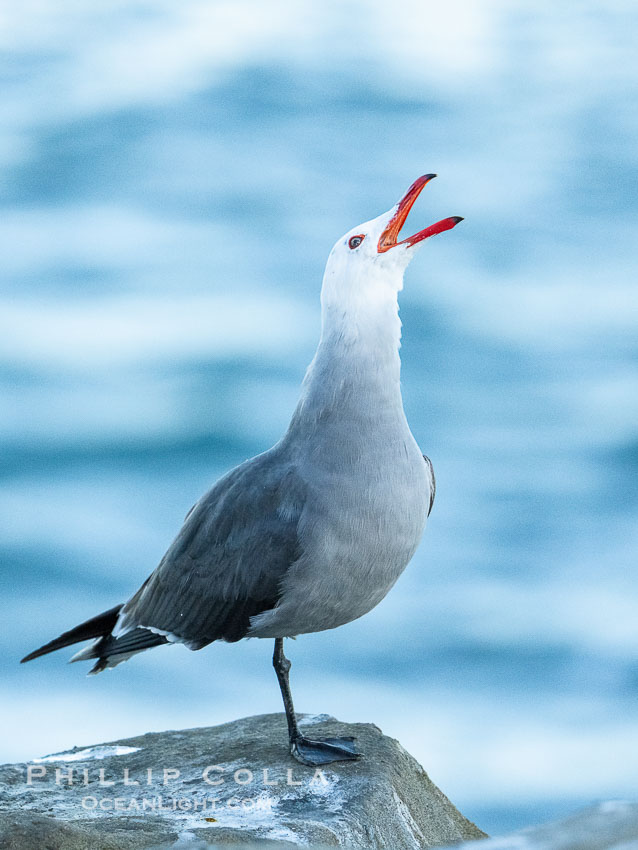 Heermanns gull portrait with open beak, La Jolla, California., Larus heermanni, natural history stock photograph, photo id 40166