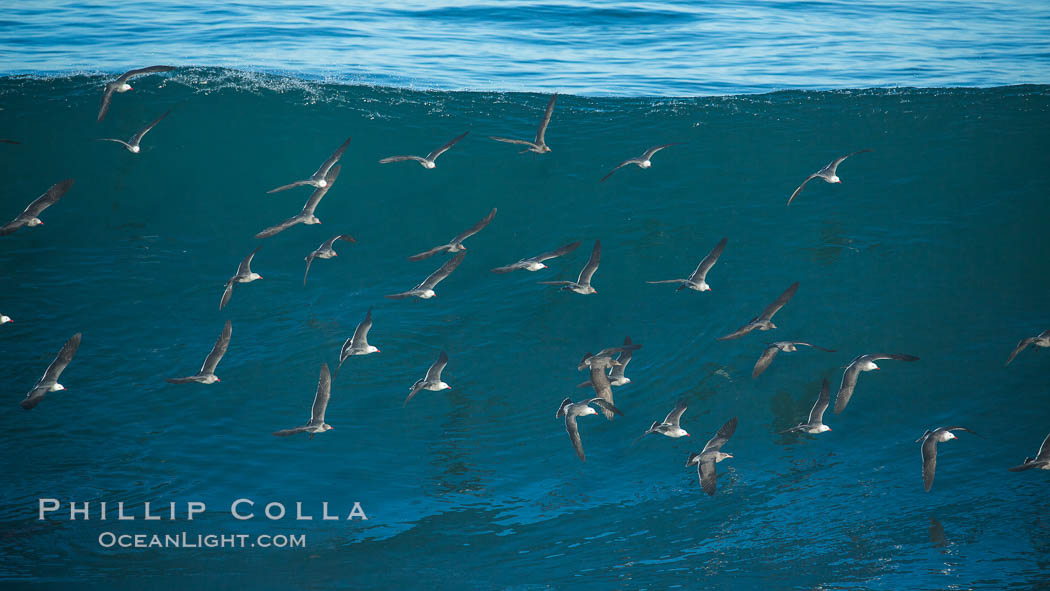 Flock of Heermanns gulls in flight in front of a big wave. La Jolla, California, USA, Larus heermanni, natural history stock photograph, photo id 30360