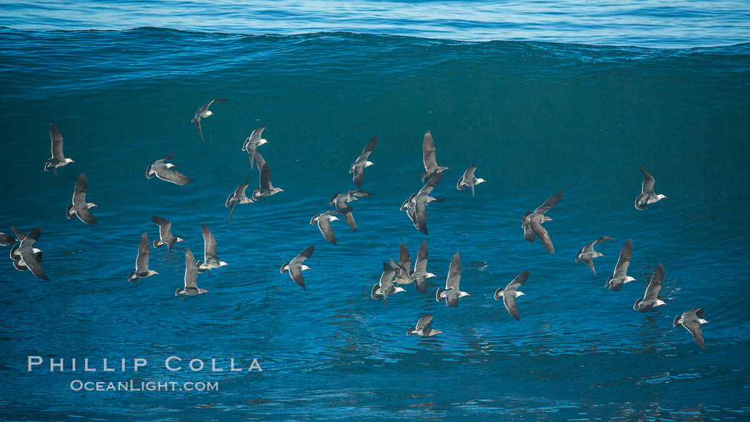 Flock of Heermanns gulls in flight in front of a big wave, Larus heermanni, La Jolla, California