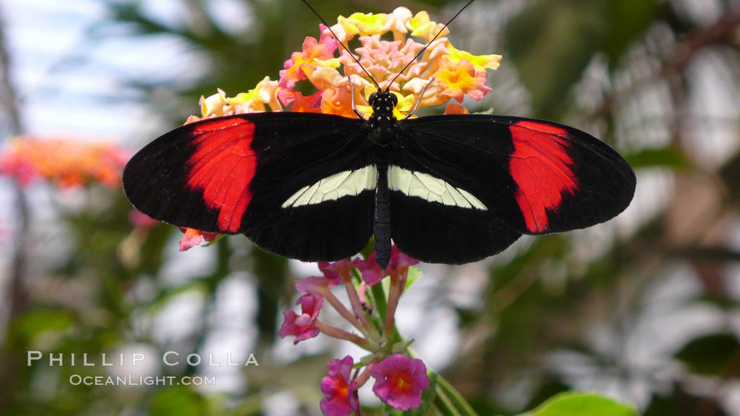 Small postman butterfly. British Columbia, Canada, Heliconius erato, natural history stock photograph, photo id 21192