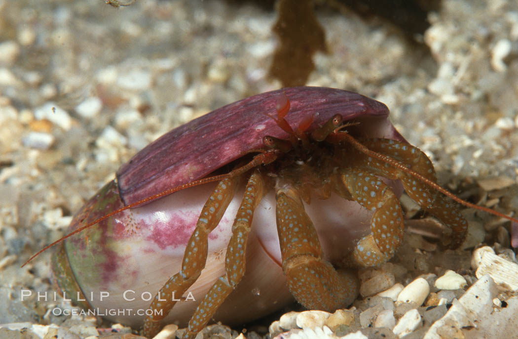 Hermit crab in olive shell. Monterey, California, USA, Olivella biplicata, Pagurus granosimanus, natural history stock photograph, photo id 01033