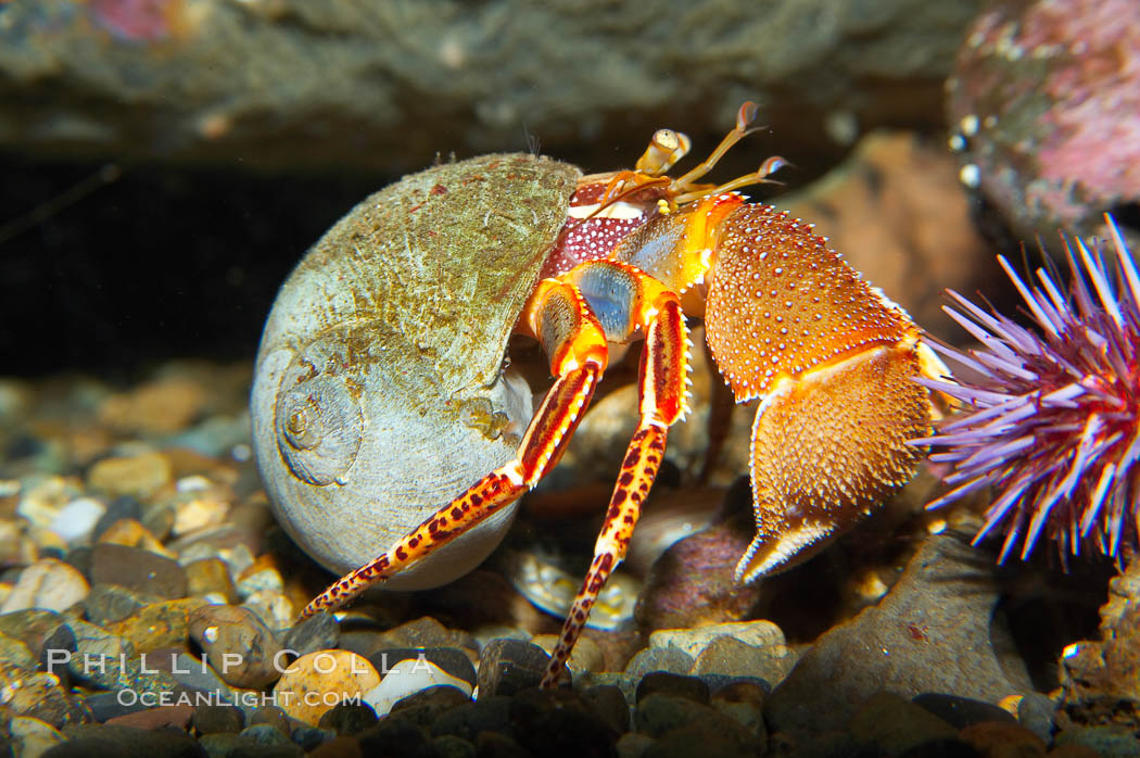 Hermit crab. Hermit crabs wear shells to protect their soft abdomens, which are asymmetrical and curved to fit the spiral shape of their shell. Like all crabs, hermit crabs are decapods; they have five pairs of legs, including a pair of claws. One claw is much larger than the other, the hermit crab uses it for defense and food shredding while it uses the smaller claw for eating. The second and third pairs of legs help the crab walk, and the last two pairs hold the hermit crab in its shell., Pagurus, natural history stock photograph, photo id 13693