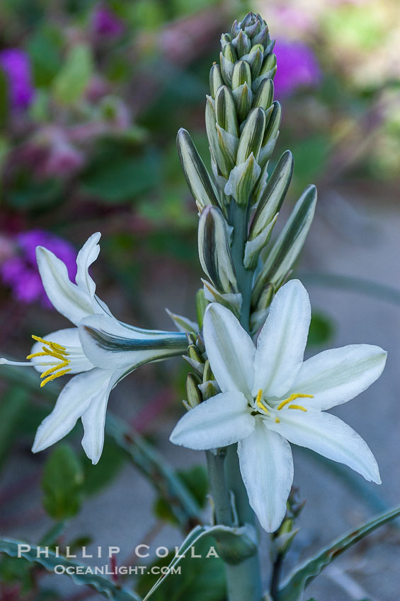 Desert Lily blooms in the sandy soils of the Colorado Desert.  It is fragrant and its flowers are similar to cultivated Easter lilies. Anza-Borrego Desert State Park, Borrego Springs, California, USA, Hesperocallis undulata, natural history stock photograph, photo id 10543