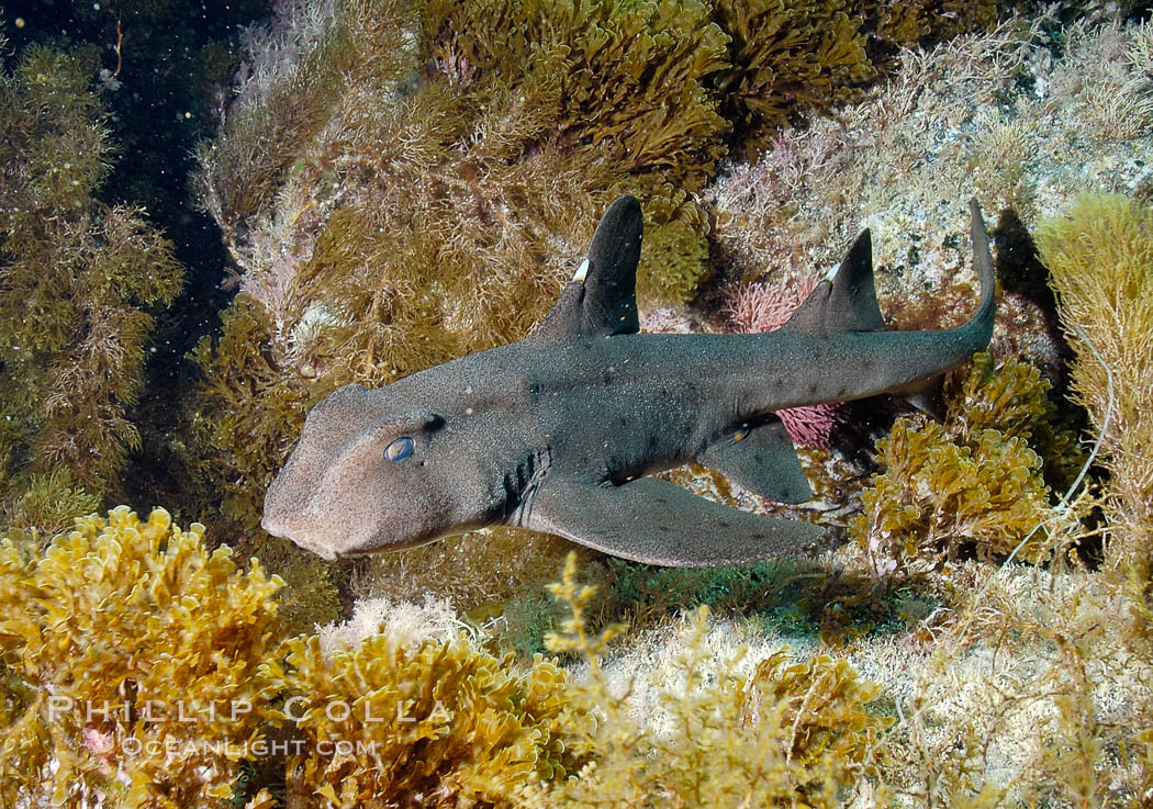 Horn shark. Guadalupe Island (Isla Guadalupe), Baja California, Mexico, Heterodontus francisci, natural history stock photograph, photo id 09568