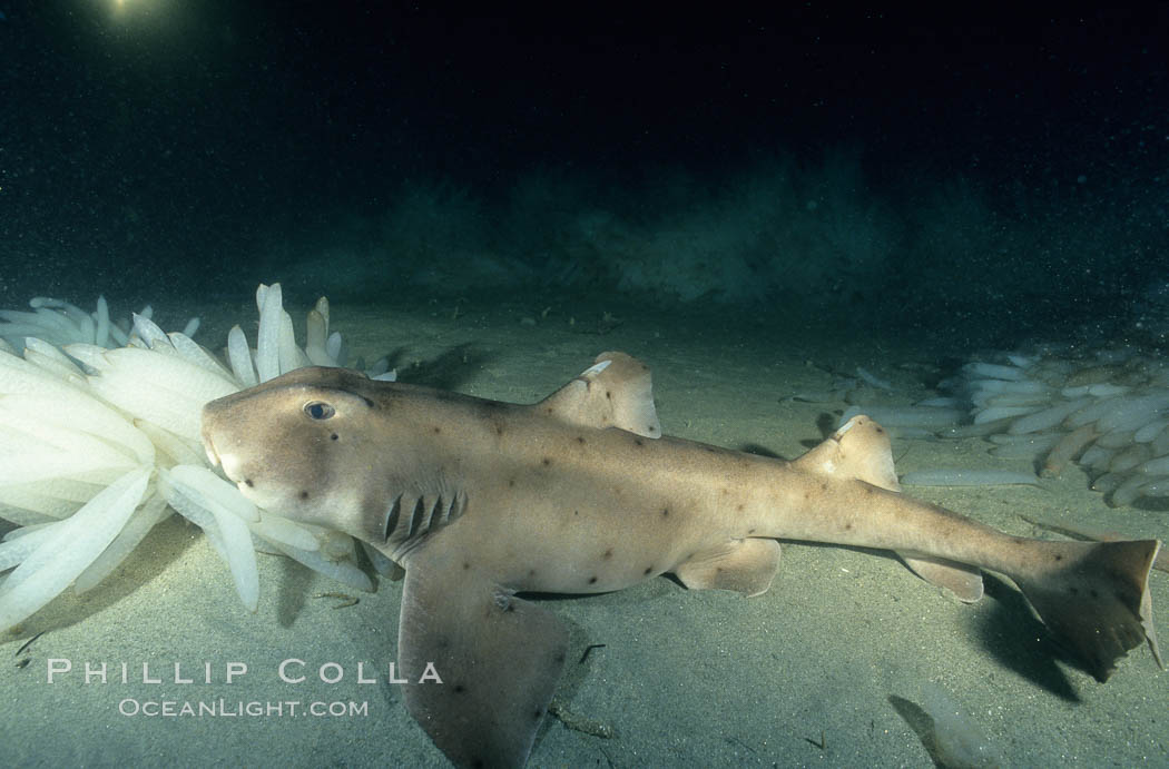 Horn shark eating opalescent squid eggs, Loligo opalescens. La Jolla, California, USA, Heterodontus francisci, natural history stock photograph, photo id 01069