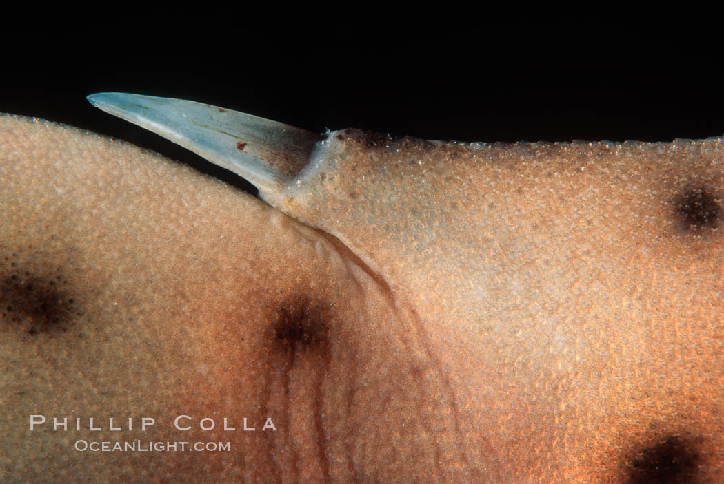 Horn shark dorsal barb. La Jolla, California, USA, Heterodontus francisci, natural history stock photograph, photo id 01085
