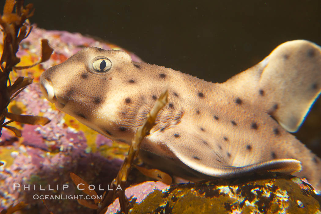 Juvenile horn shark., Heterodontus francisci, natural history stock photograph, photo id 14489