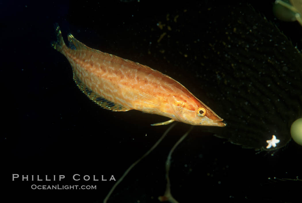 Giant kelpfish. San Clemente Island, California, USA, Heterostichus rostratus, natural history stock photograph, photo id 01947