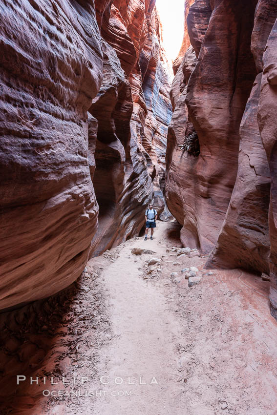 Hiker in Buckskin Gulch.  A hiker considers the towering walls and narrow passageway of Buckskin Gulch, a dramatic slot canyon forged by centuries of erosion through sandstone.  Buckskin Gulch is the worlds longest accessible slot canyon, running from the Paria River toward the Colorado River.  Flash flooding is a serious danger in the narrows where there is no escape. Paria Canyon-Vermilion Cliffs Wilderness, Arizona, USA, natural history stock photograph, photo id 20719