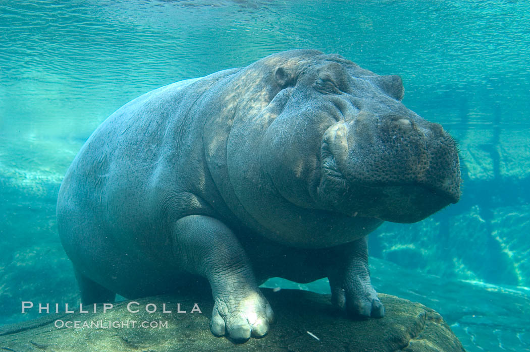 Hippopotamus., Hippopotamus amphibius, natural history stock photograph, photo id 07939