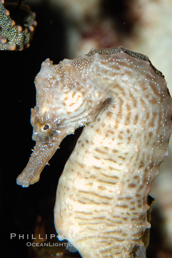 Lined seahorse., Hippocampus erectus, natural history stock photograph, photo id 10294