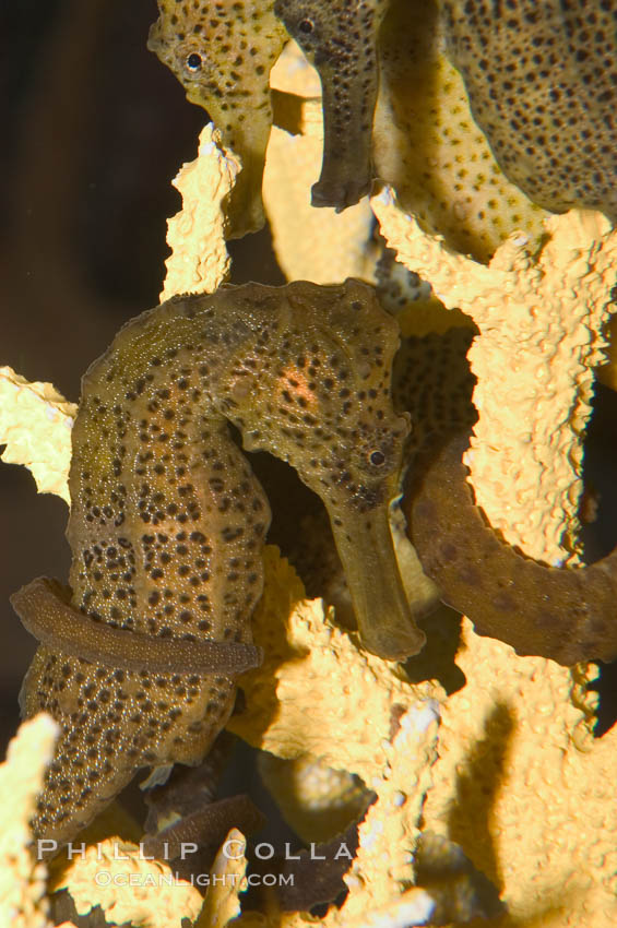 Longsnout seahorse., Hippocampus reidi, natural history stock photograph, photo id 07908