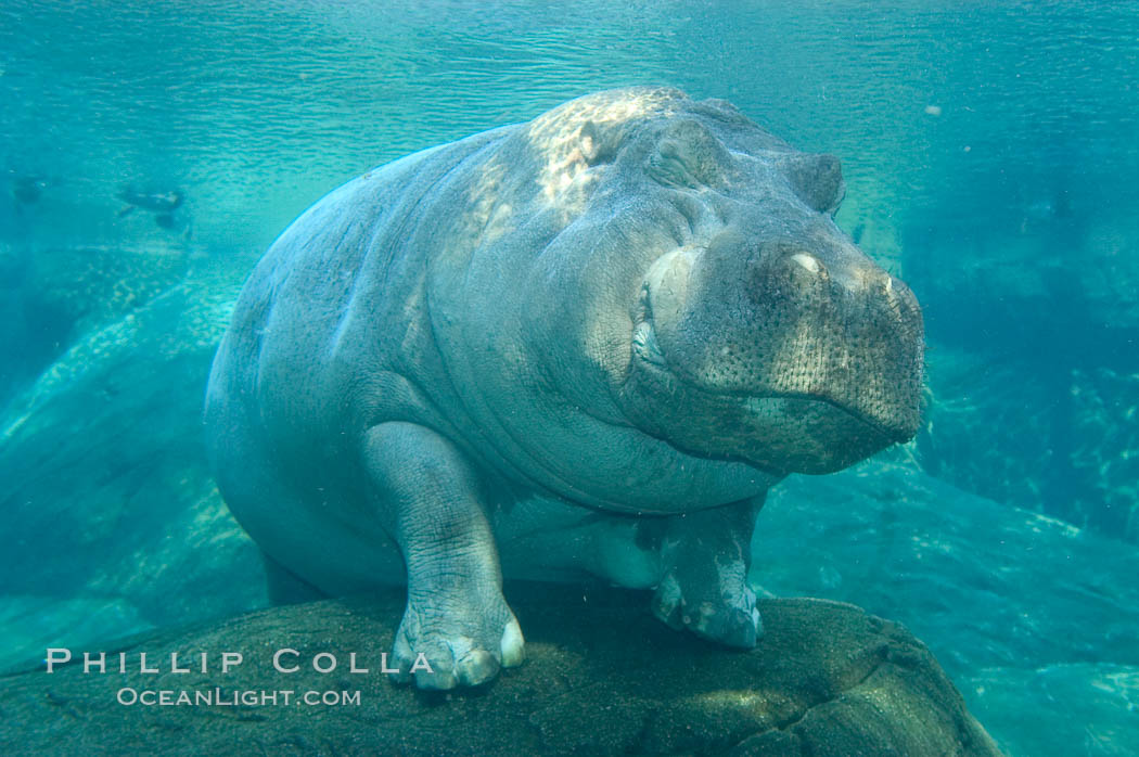 Hippopotamus., Hippopotamus amphibius, natural history stock photograph, photo id 07938