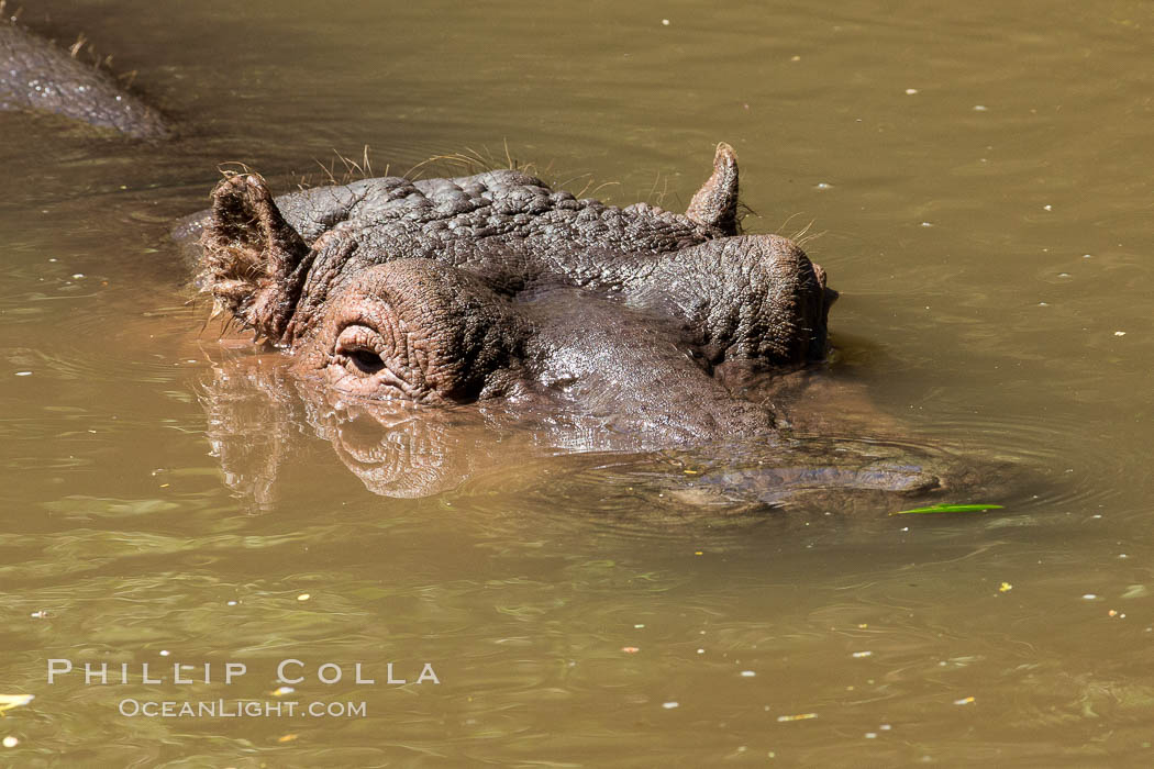 Hippopotamus, Meru National Park, Kenya., Hippopotamus amphibius, natural history stock photograph, photo id 29662