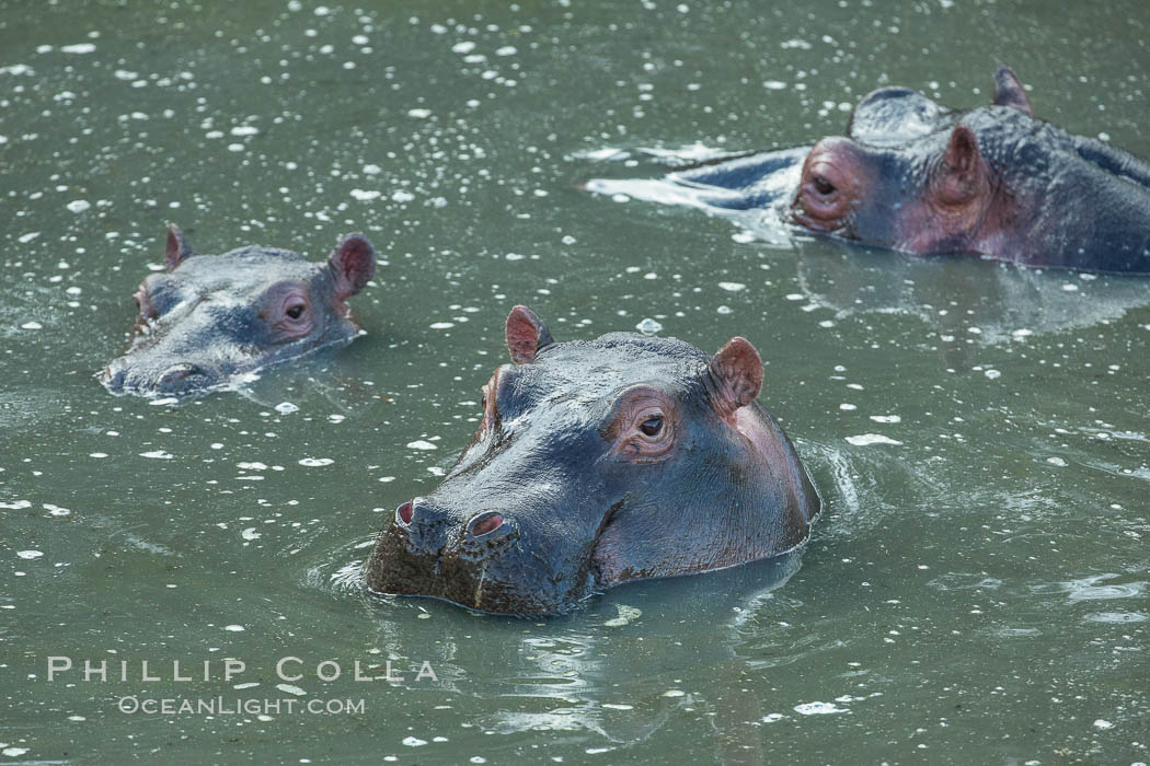 Hippopotamus, Olare Orok Conservancy, Kenya., Hippopotamus amphibius, natural history stock photograph, photo id 30024