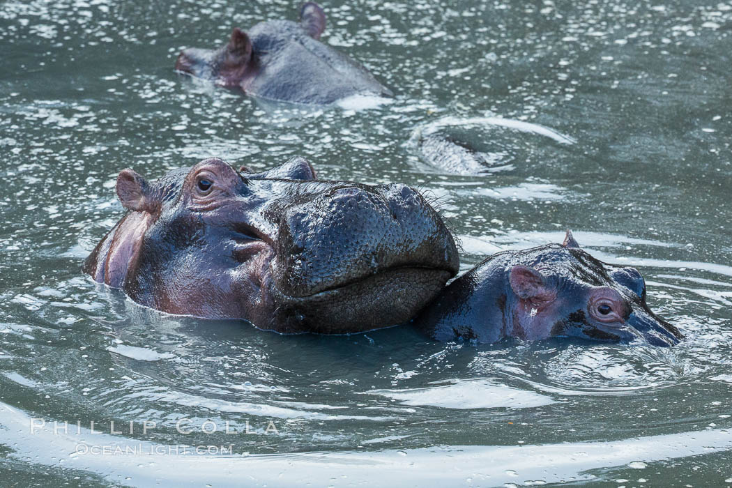 Hippopotamus, Olare Orok Conservancy, Kenya., Hippopotamus amphibius, natural history stock photograph, photo id 30027